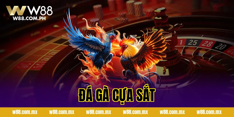 Đá Gà Cựa Sắt Hôm Nay