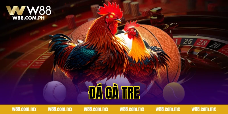 Đá Gà Tre Hôm Nay